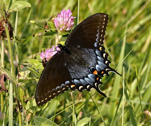 Free A striking black butterfly with blue markings rests on a vibrant pink wildflower in a sunlit meadow. Stock Photo