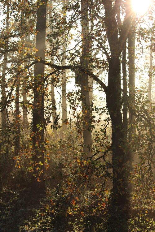 Free Serene forest scene with sunlight filtering through misty autumn trees. Stock Photo