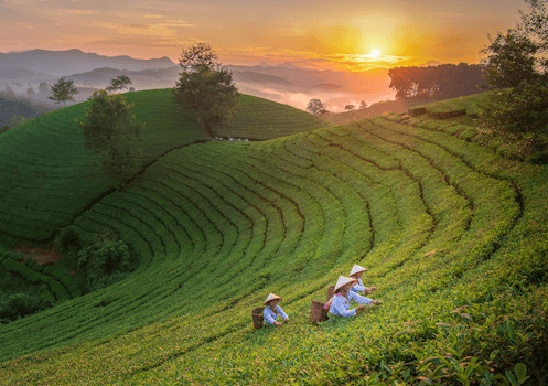 Farmers picking tea leaves at sunrise on vibrant green terraces, evoking tranquility.