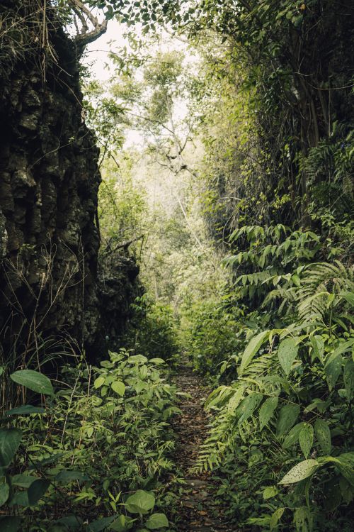 Free Dense foliage lines a narrow pathway through a Brazilian jungle, offering a serene nature escape. Stock Photo