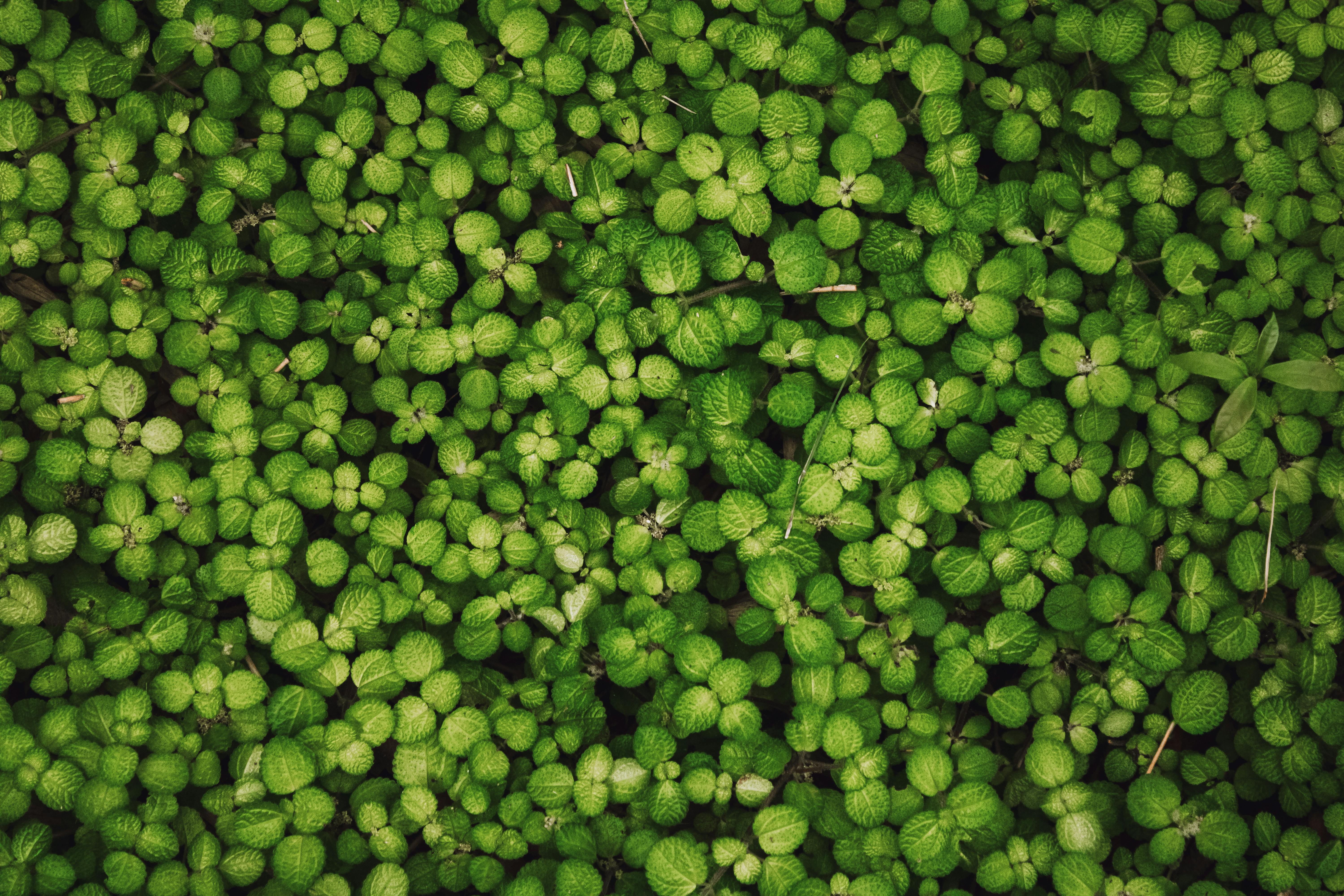 Dense pattern of vibrant green leaves forming a natural ground cover.