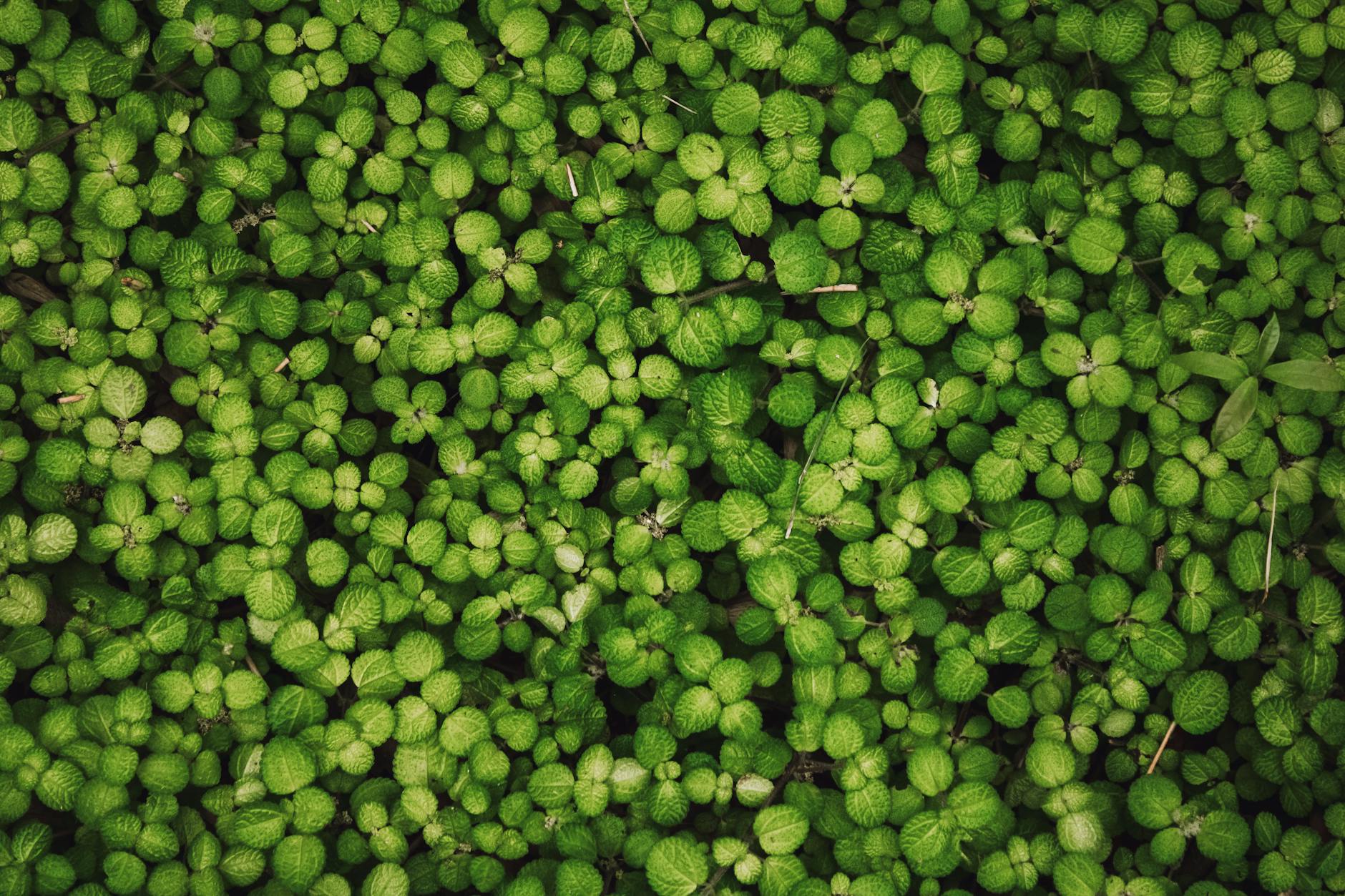 Dense pattern of vibrant green leaves forming a natural ground cover.