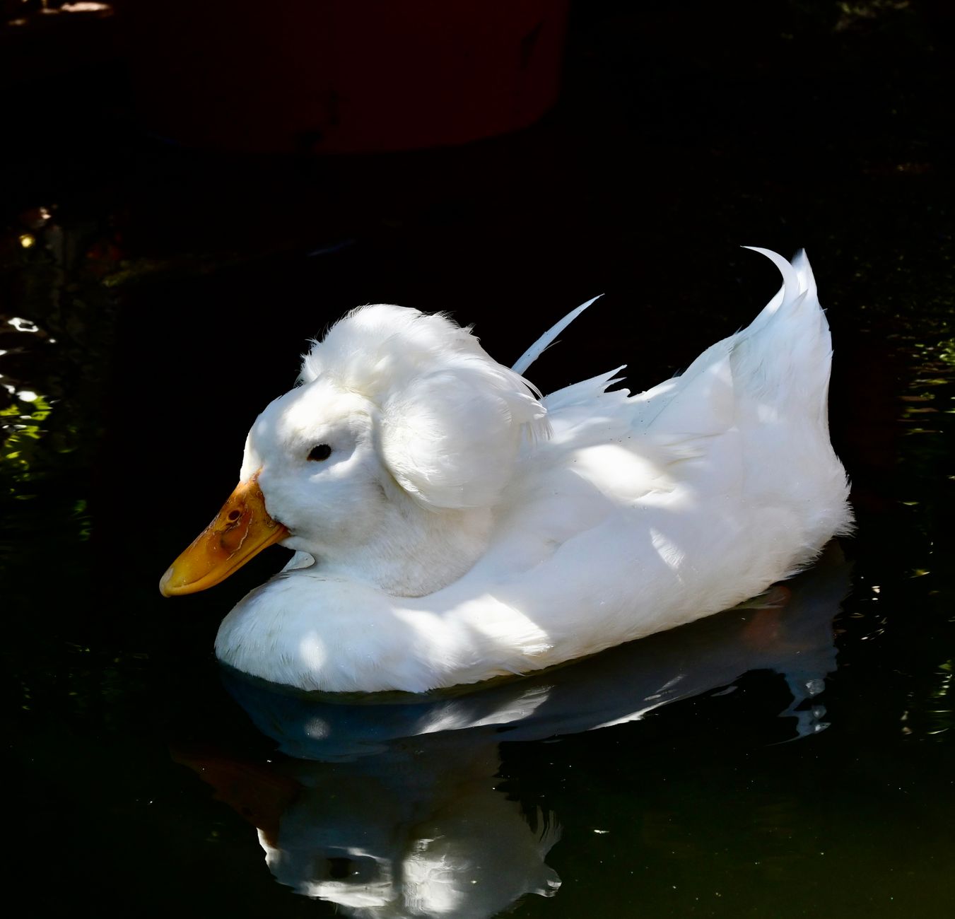 A graceful white crested duck glides on a pond, reflecting tranquility and elegance.