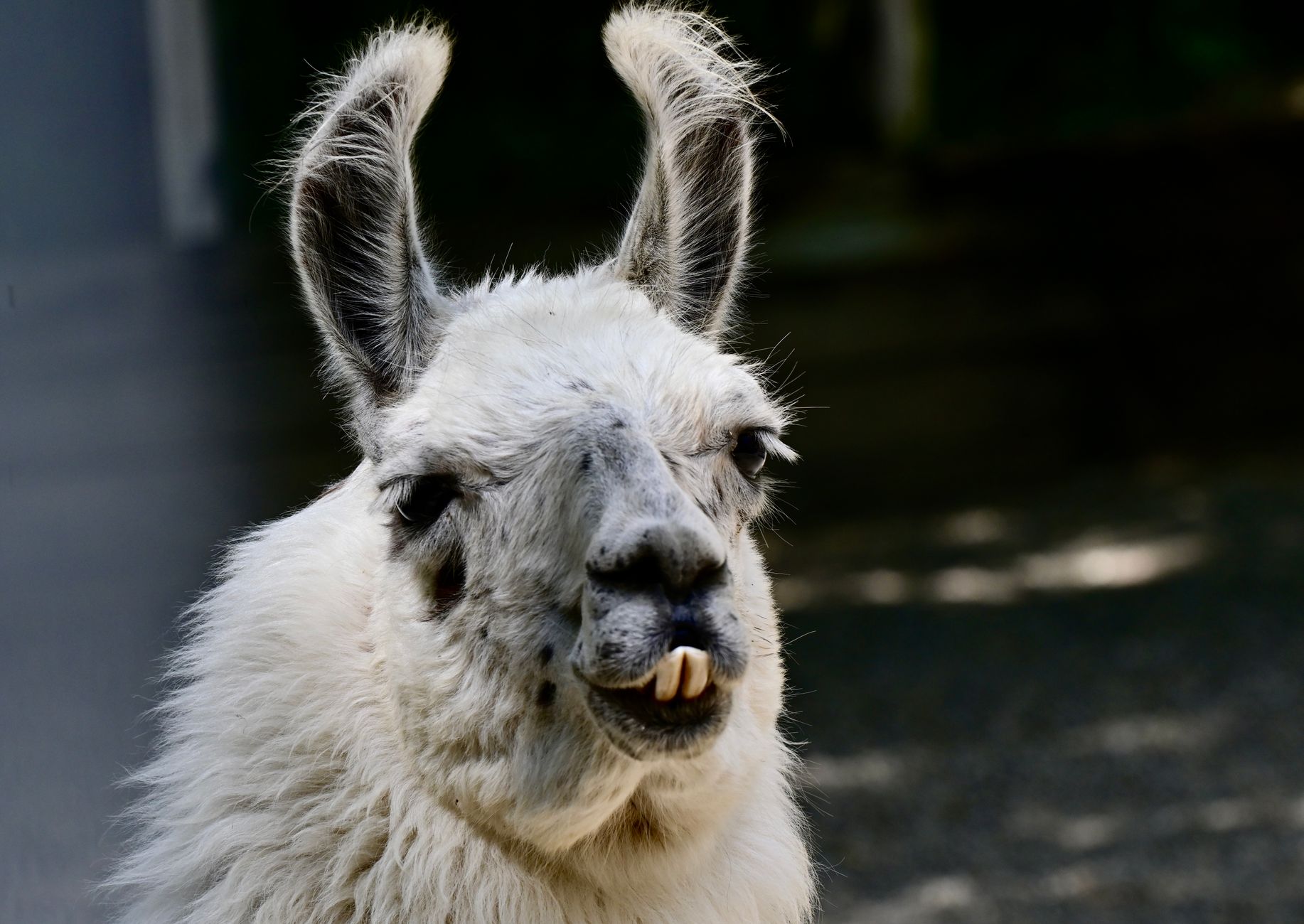 Llama 4 Scout API