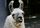 funny animal