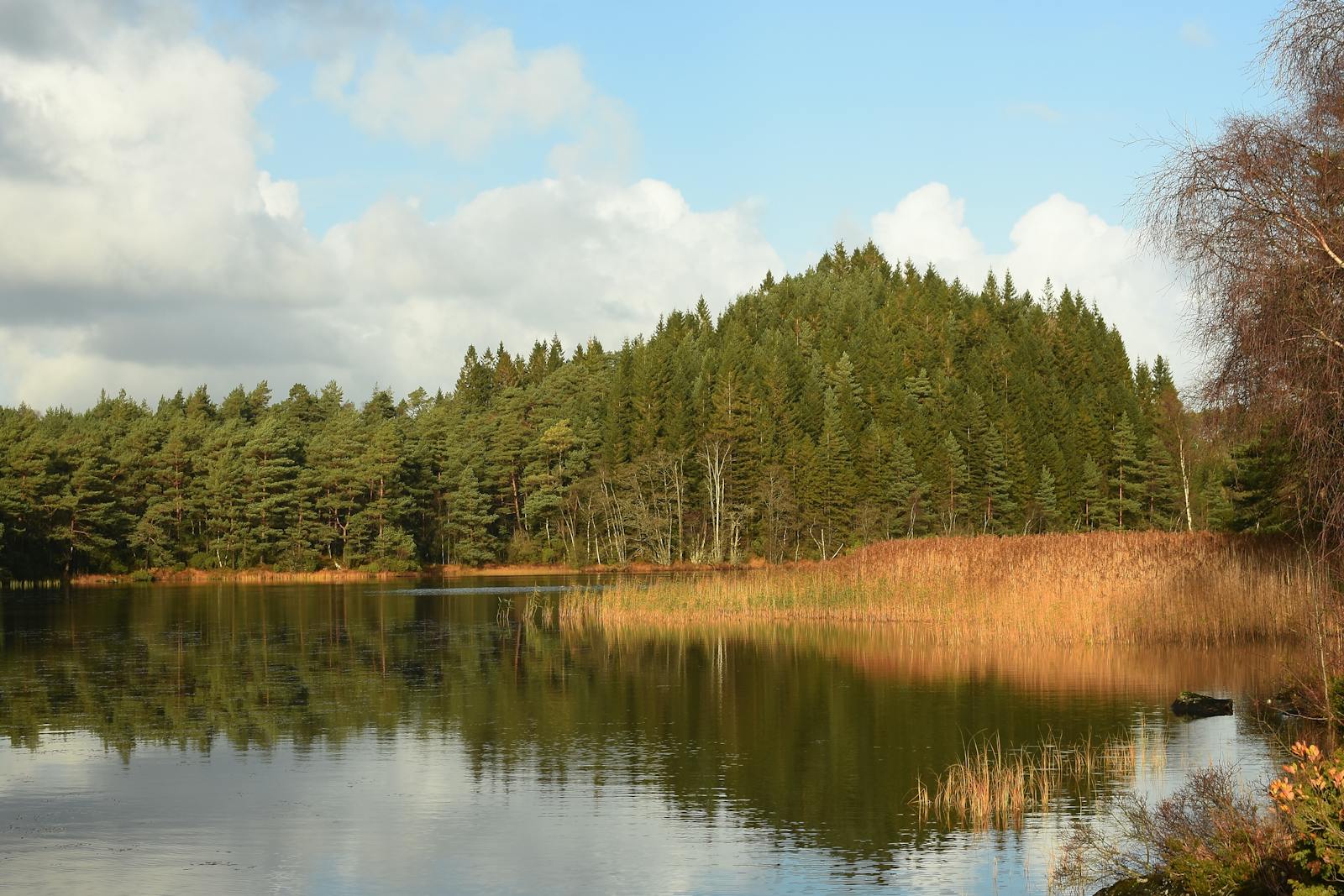 Vann og skog i nærheten av Norddalsheia