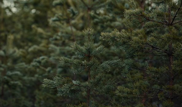 Serene close-up of pine branches with dew in a tranquil forest setting, capturing natural beauty and freshness.