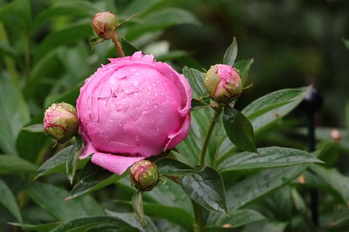 Free Beautiful close-up of a pink peony bud covered in refreshing dew drops, surrounded by lush green leaves. Stock Photo