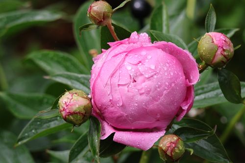 Free Close-up of a vibrant pink peony flower covered in refreshing dew drops. Stock Photo