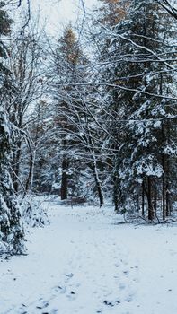 Tranquil snowy forest landscape in Aurich, Lower Saxony, Germany during winter.
