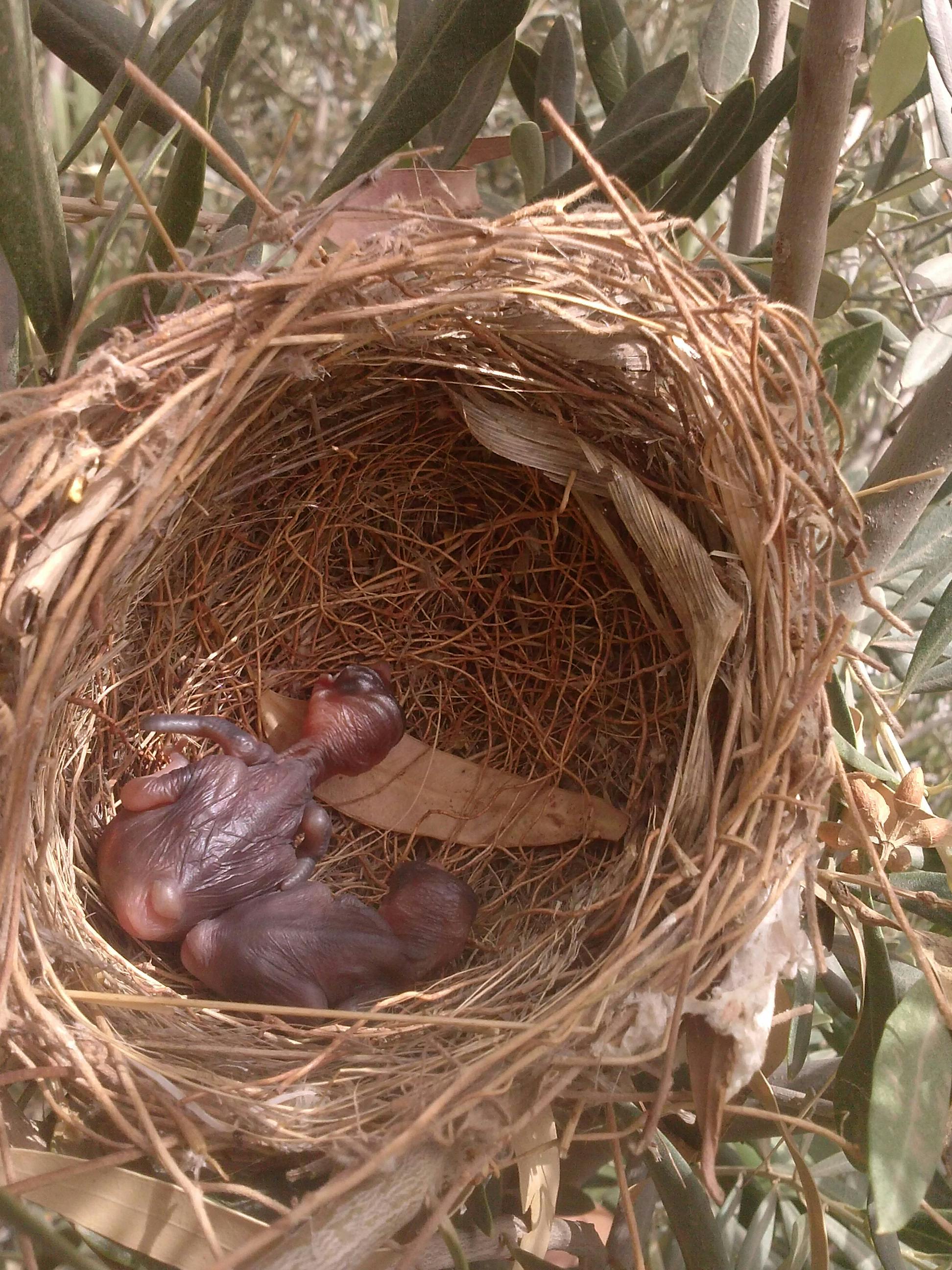 free-stock-photo-of-bird-nest-bird-s-nest-little