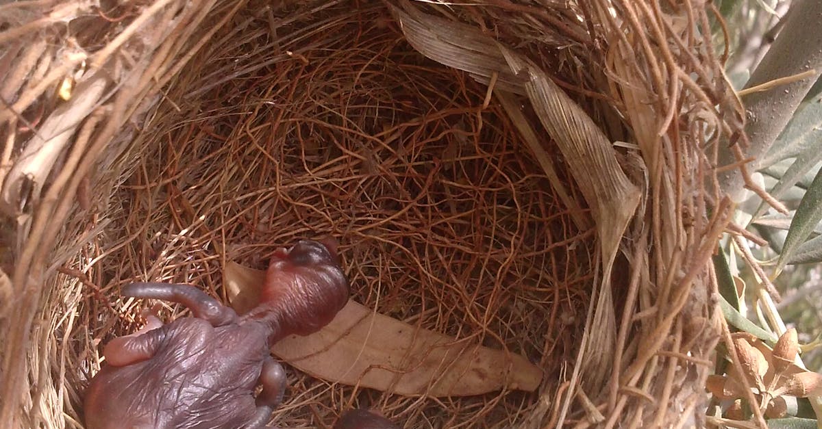 Free stock photo of bird, bird nest, bird\'s nest