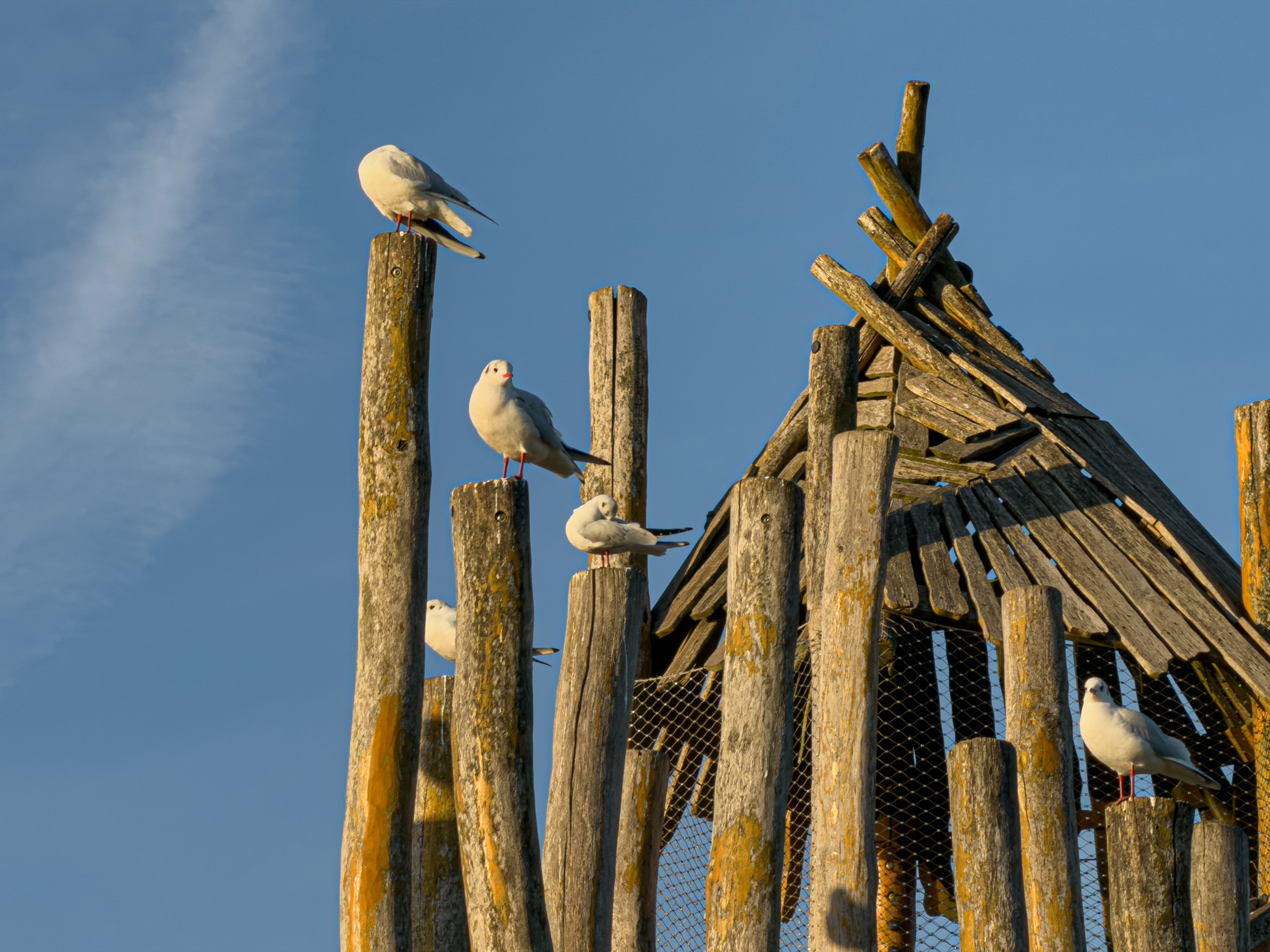 Vogelhaus aus Naturmaterial selber bauen: 8 DIY-Ideen — Variation