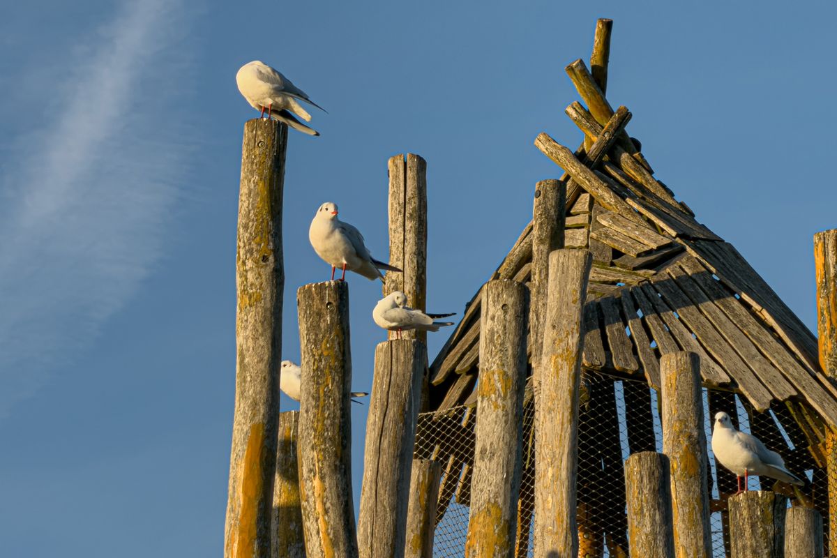 Vogelhaus aus Naturmaterial selber bauen: 8 DIY-Ideen — Variation