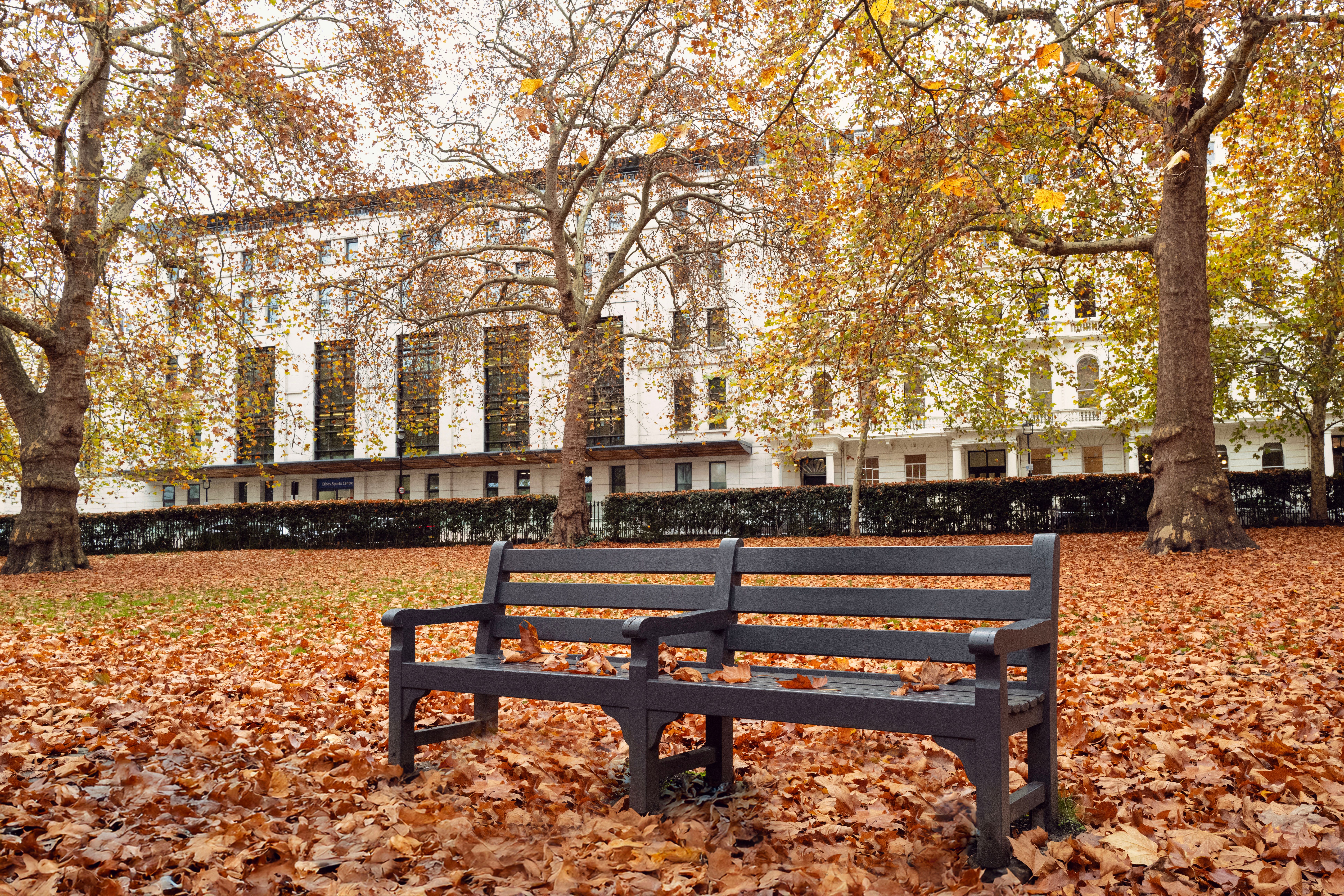 Peaceful London park scene with benches, autumn leaves, and classic architecture in the background.