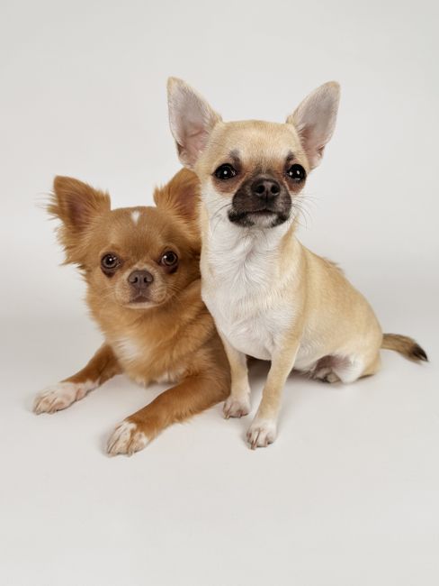 A healthy Chihuahua sitting on a rug, demonstrating proper small dog safety tips.
