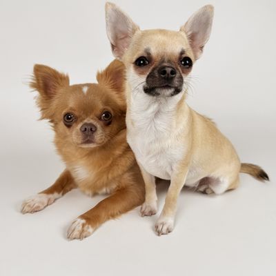 Vale "Sessão de Fotos Profissional Pet"