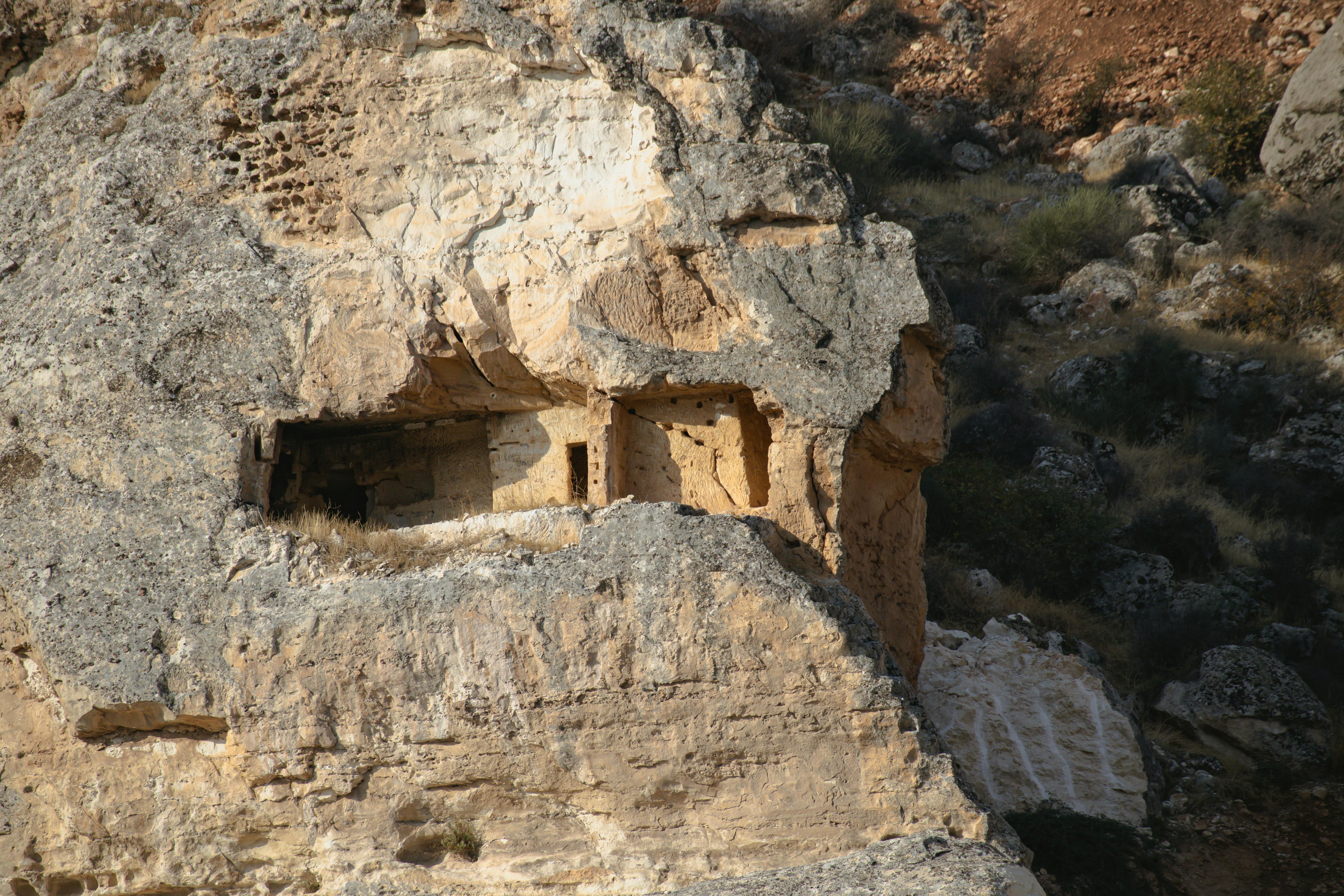 ARN ancien mammouth laineux