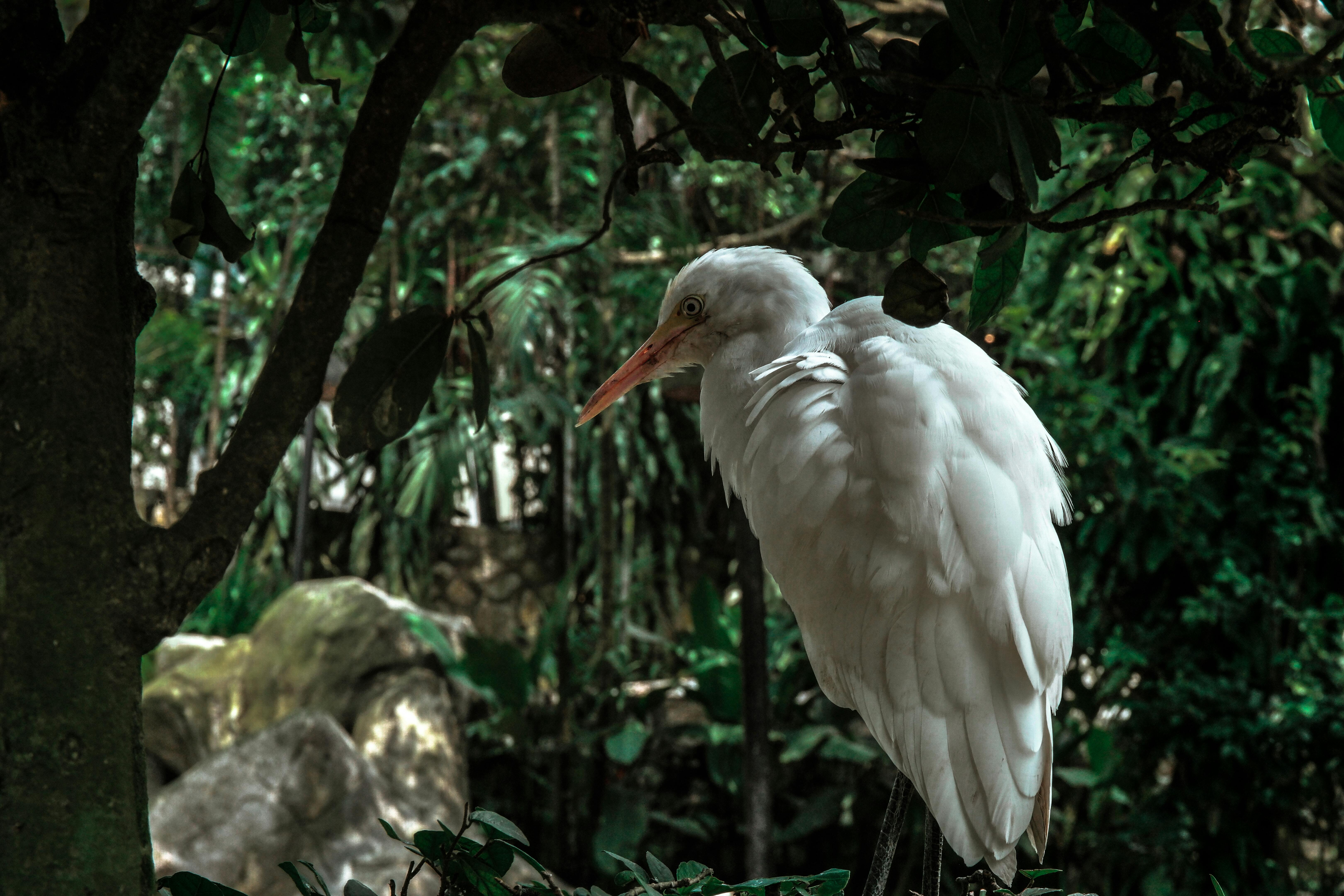 White Bird on Tree Branch · Free Stock Photo