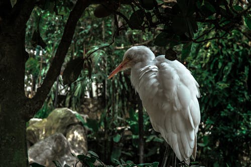 White Bird on Tree Branch