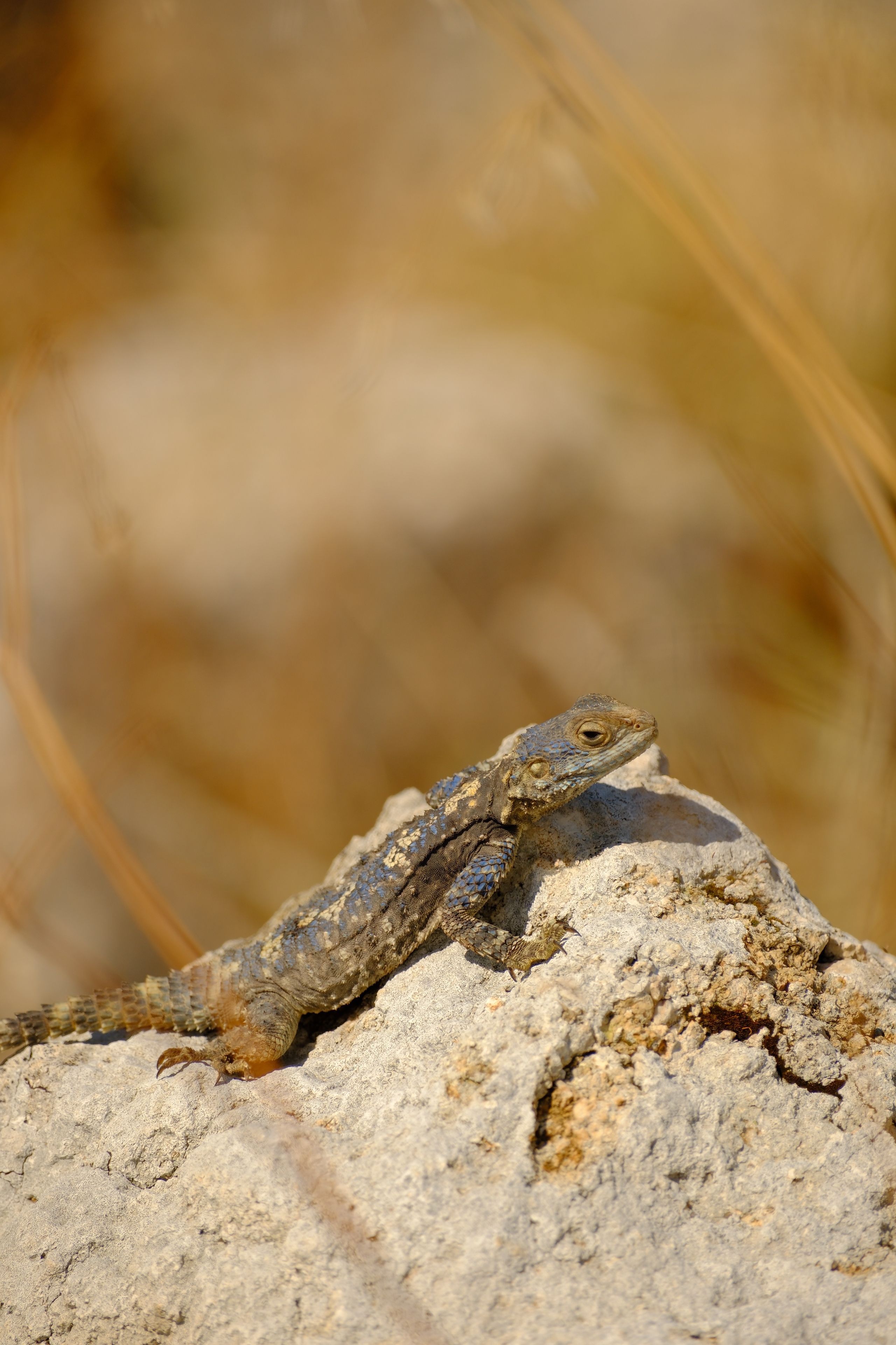 A lizard perched on a rock basking in the sun, showcasing natural desert habitat.