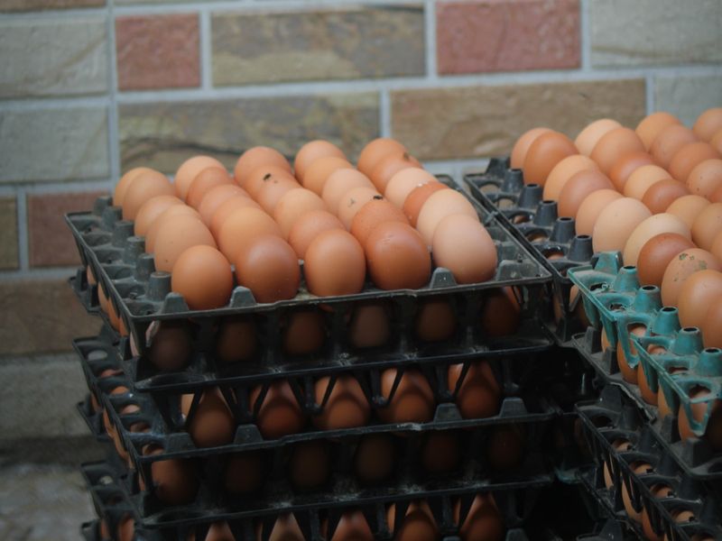 Stacks of brown eggs in trays