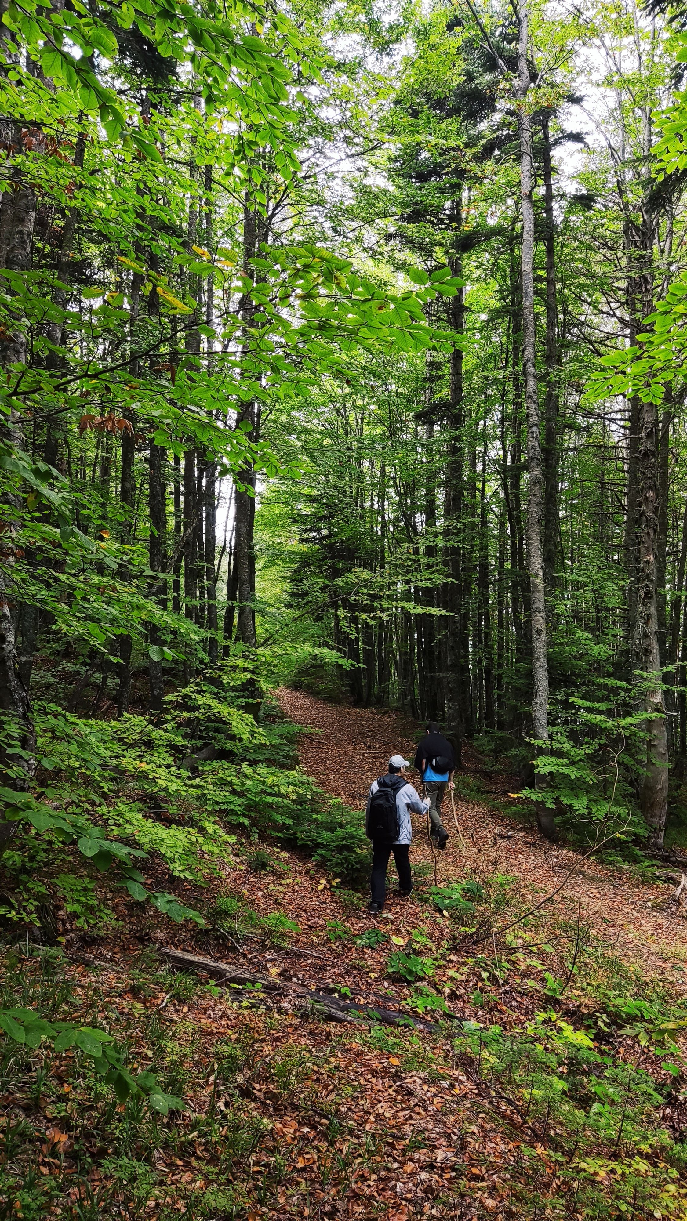 Hikers Walking Through Lush Green Forest Trail · Free Stock Photo