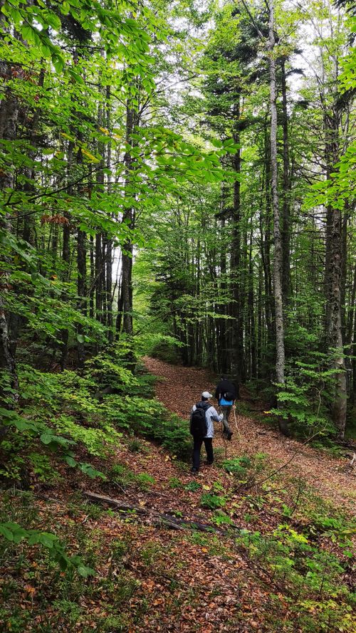 Free Three hikers exploring a vibrant forest trail surrounded by lush green foliage. Perfect for nature and travel imagery. Stock Photo