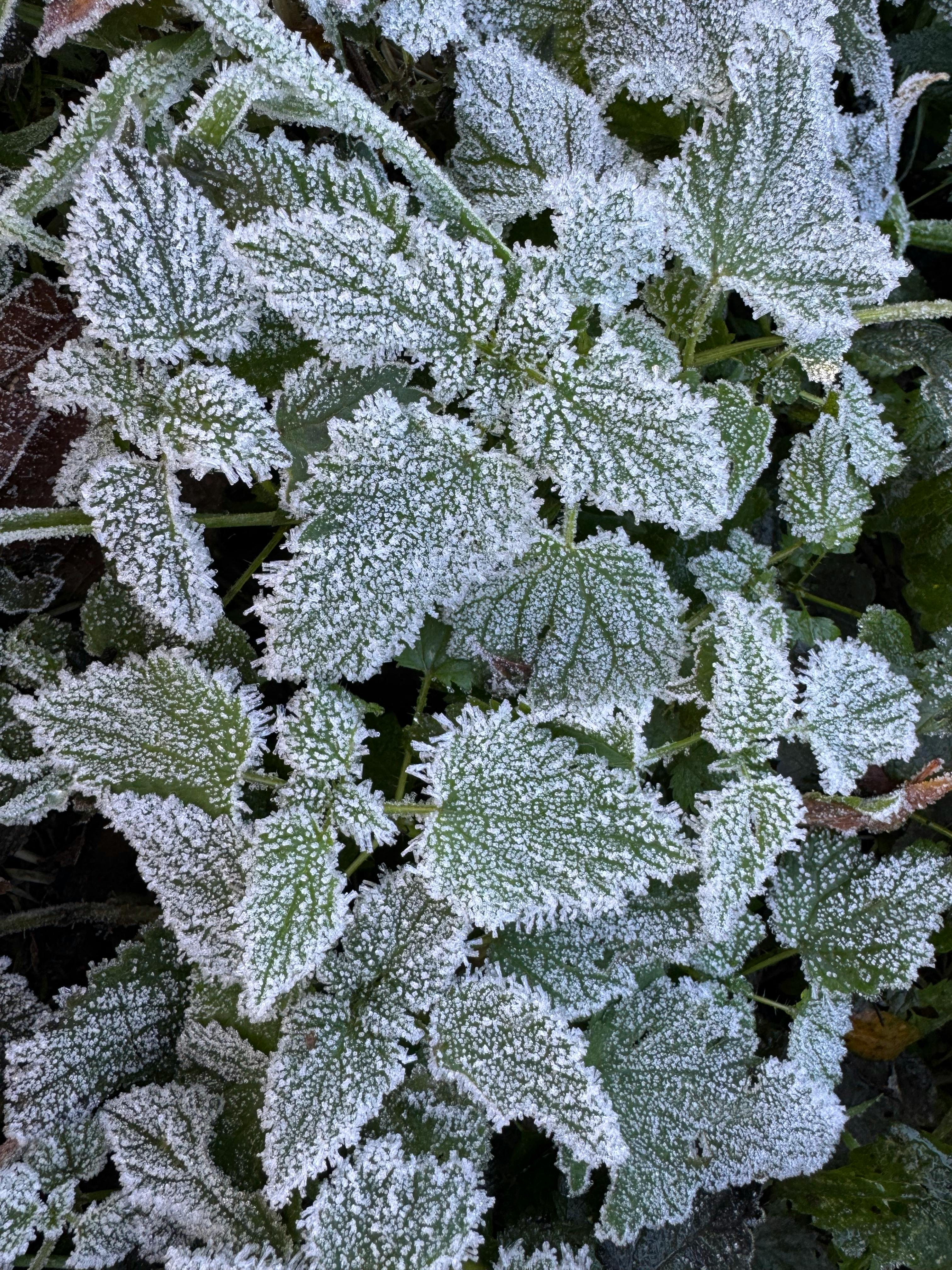 Close-up of frost-covered green leaves in Germany during winter morning.