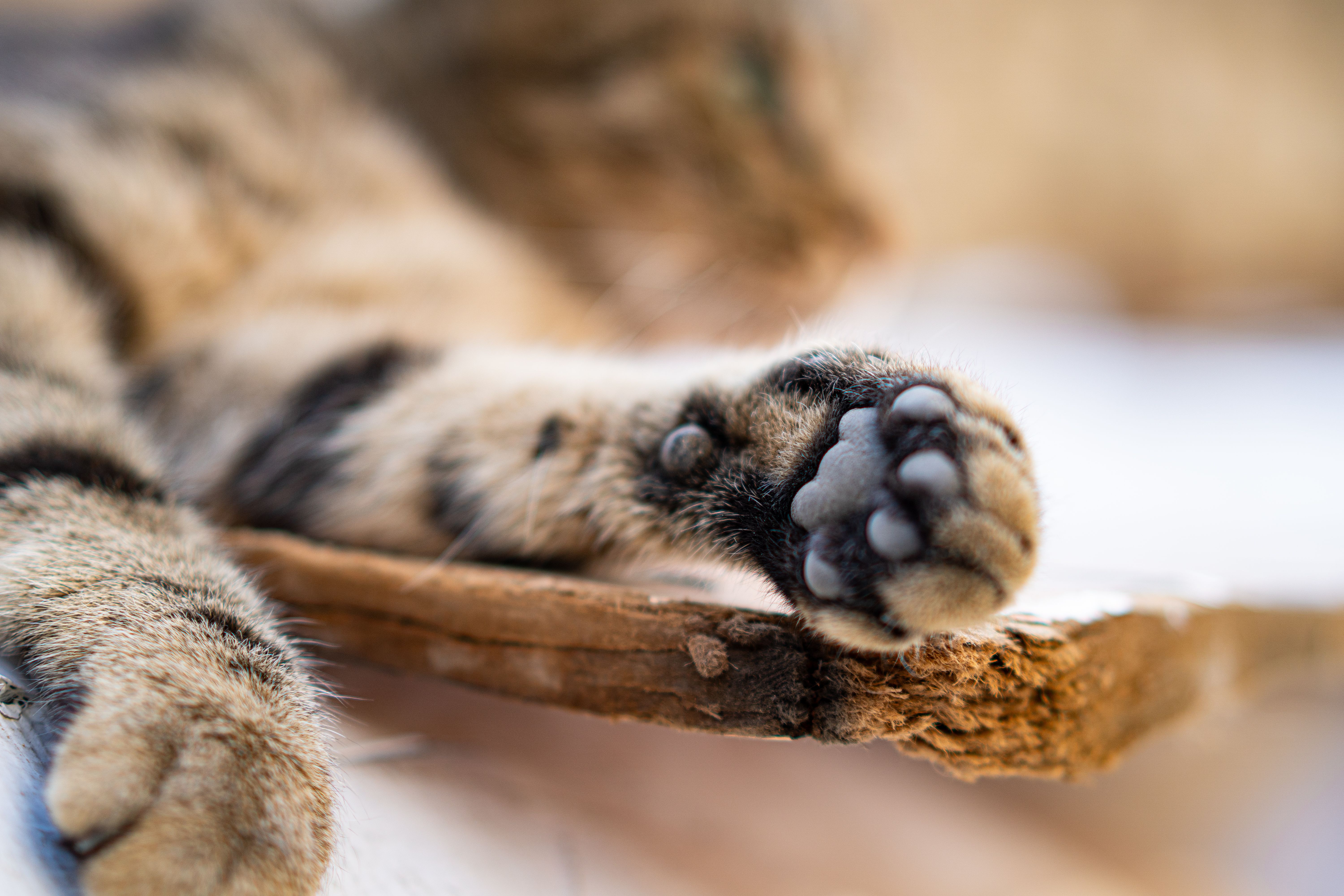 cat holding paw