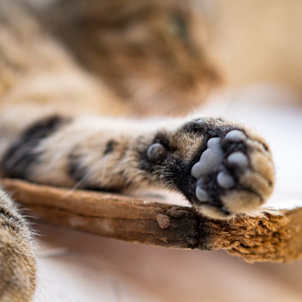 Close-up of soft cat paws resting safely indoors