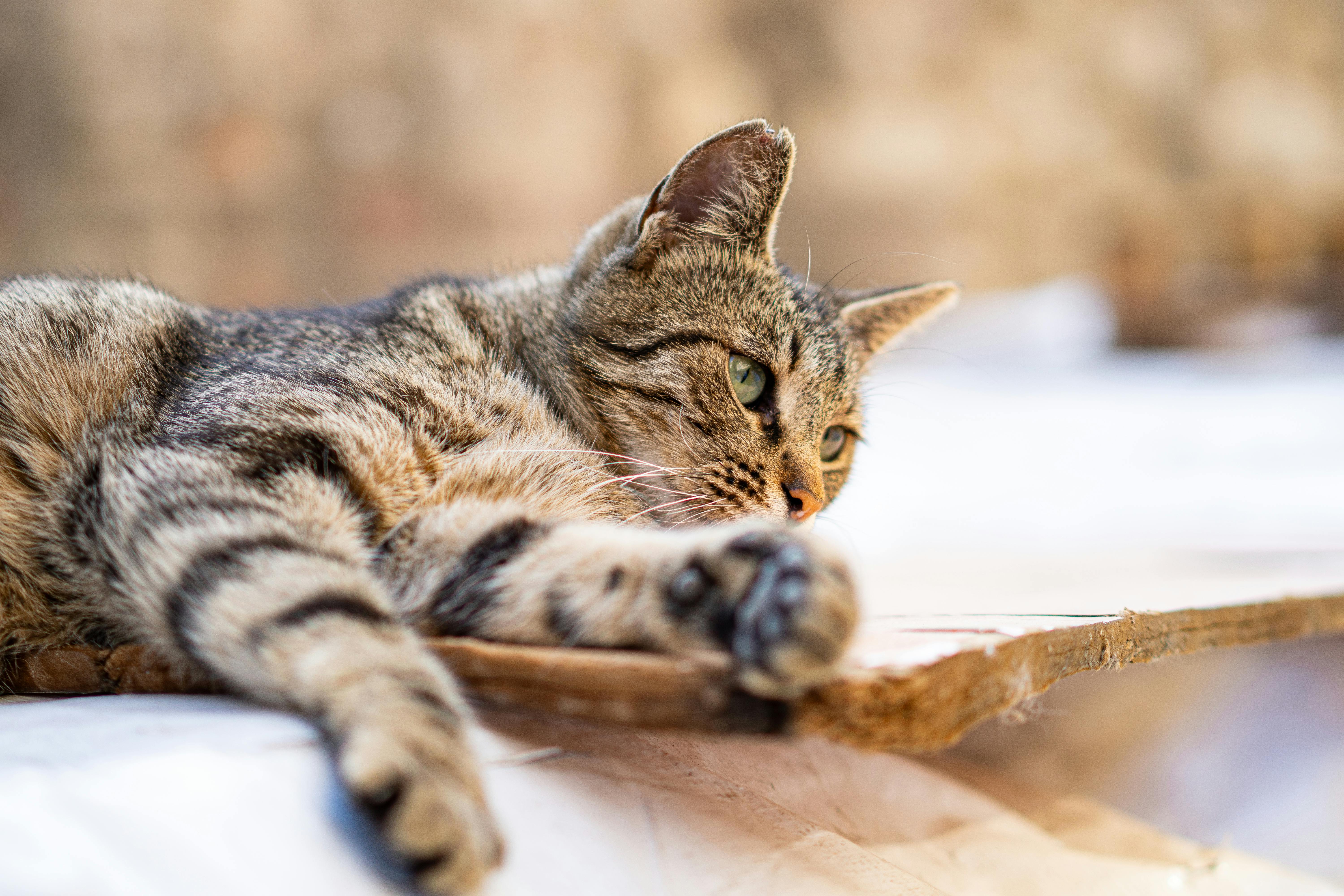 If your cat needs to lose weight, these 12 foods support safe, vet-guided weight loss — Photo by Furkan  Aktaş on Pexels