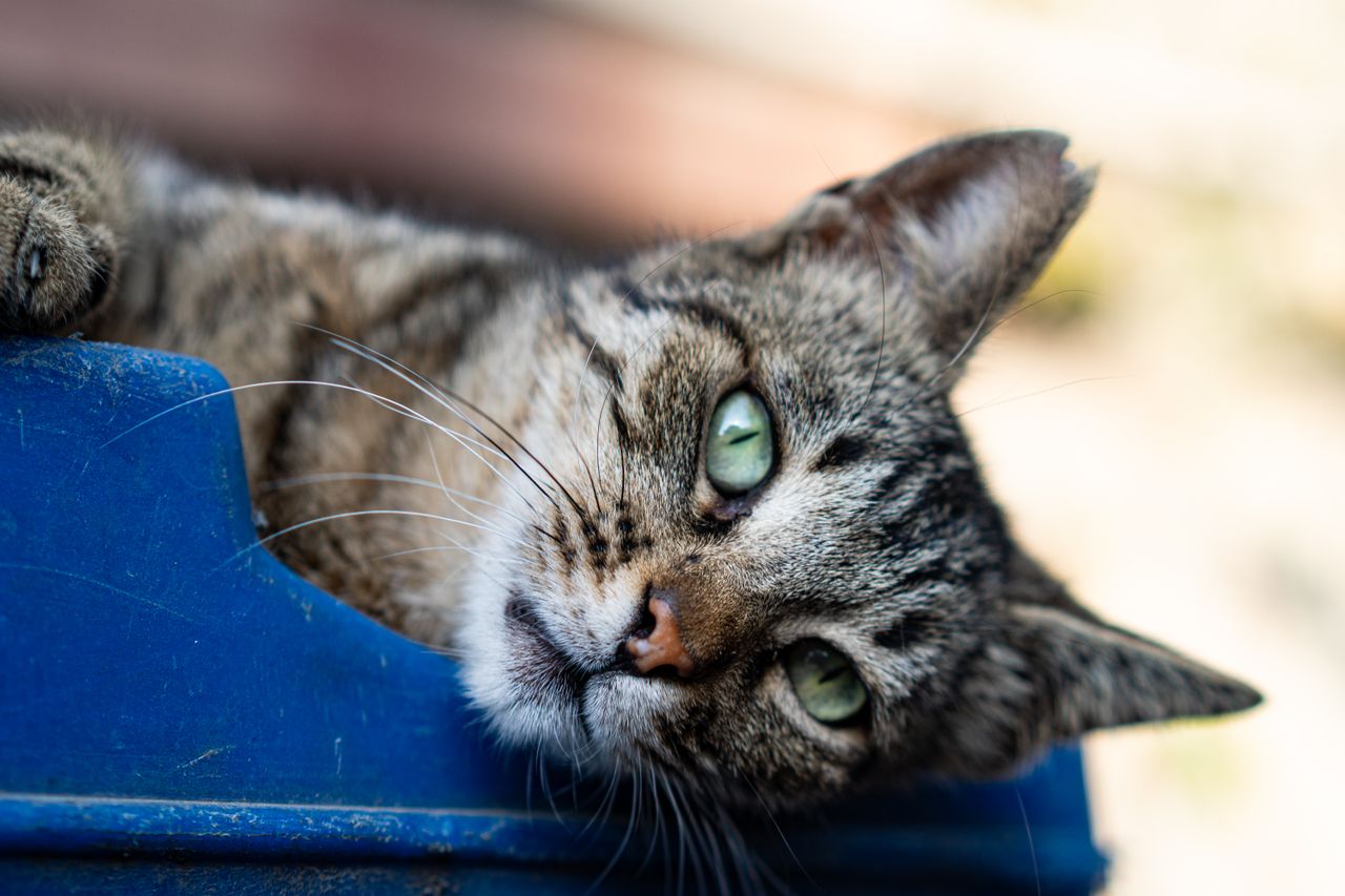 close up of a playful tabby cat with green eyes laying outdoors on a b