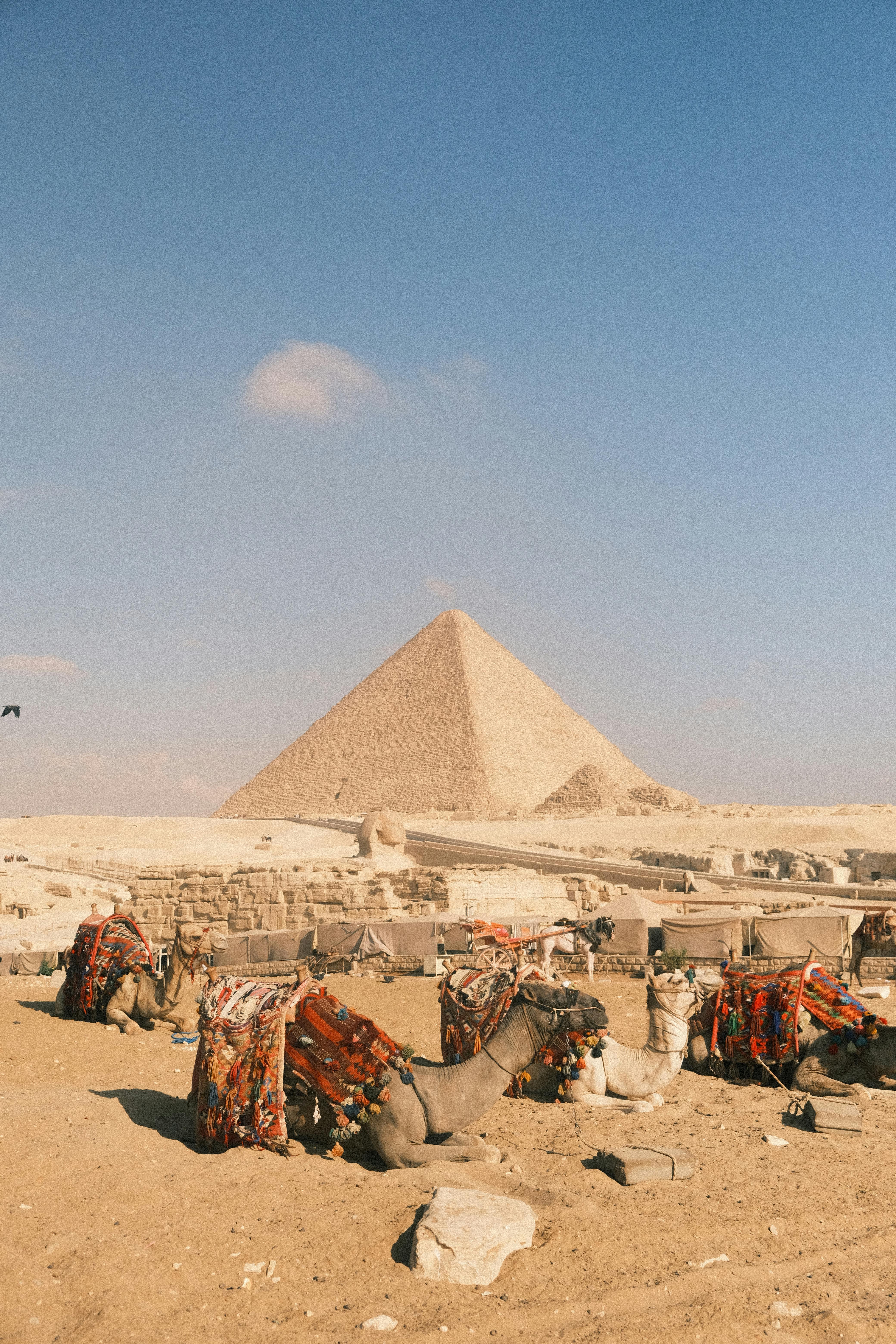 Camels resting by the pyramids in Giza, Egypt, under a clear blue sky, showcasing the ancient site.