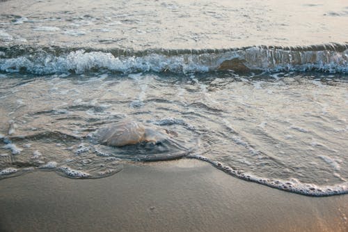 Foto d'estoc gratuïta de a la vora de l'oceà, acomiadar-se, aigua