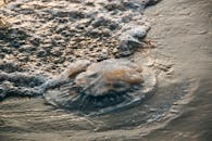 日落时分，轻柔的海浪拍打着沙滩上的水母特写镜头