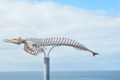 Free Whale skeleton sculpture near the ocean in the Canary Islands, showcasing marine life art. Stock Photo