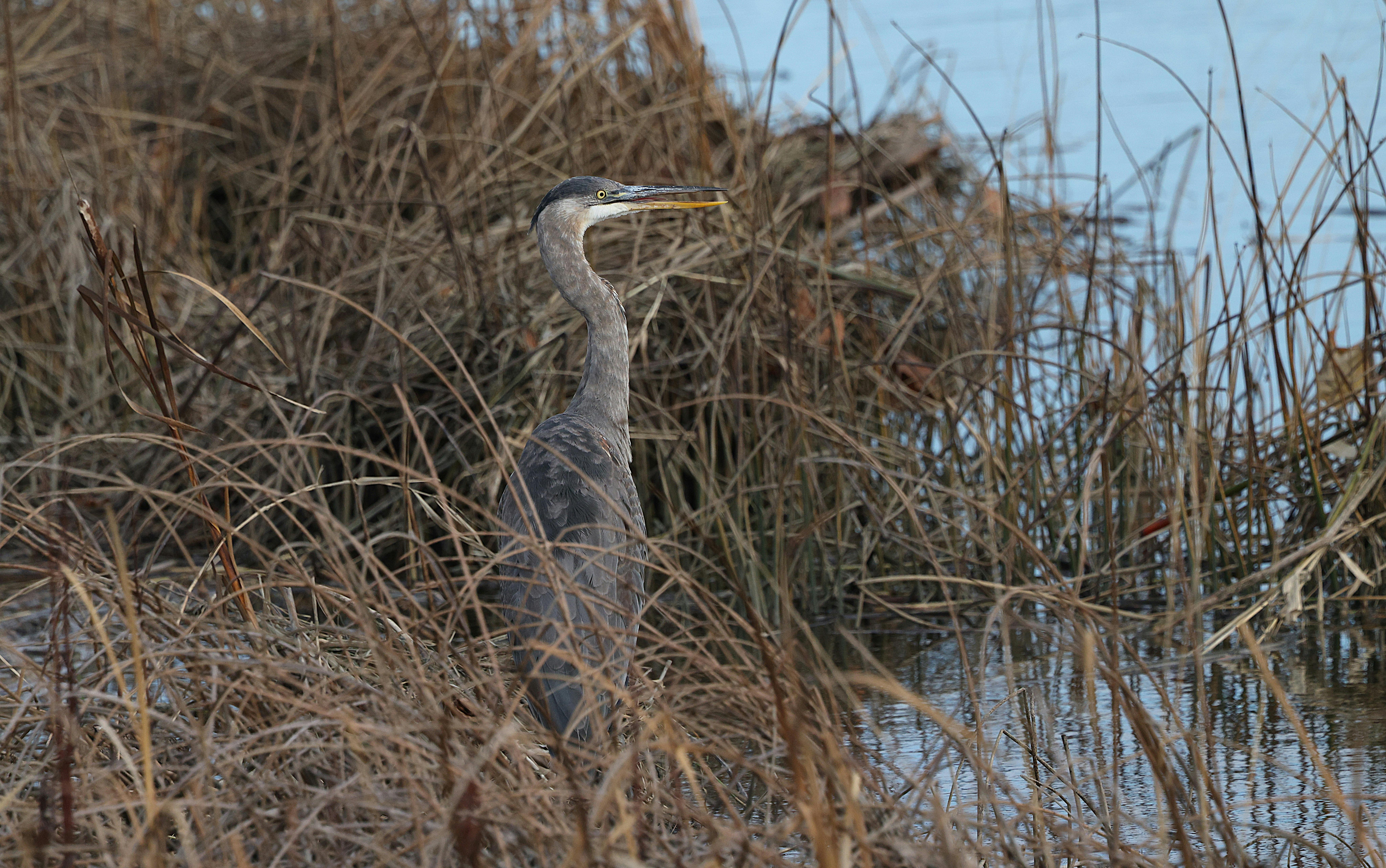 Bill Belichick coaching North Carolina Tar Heels