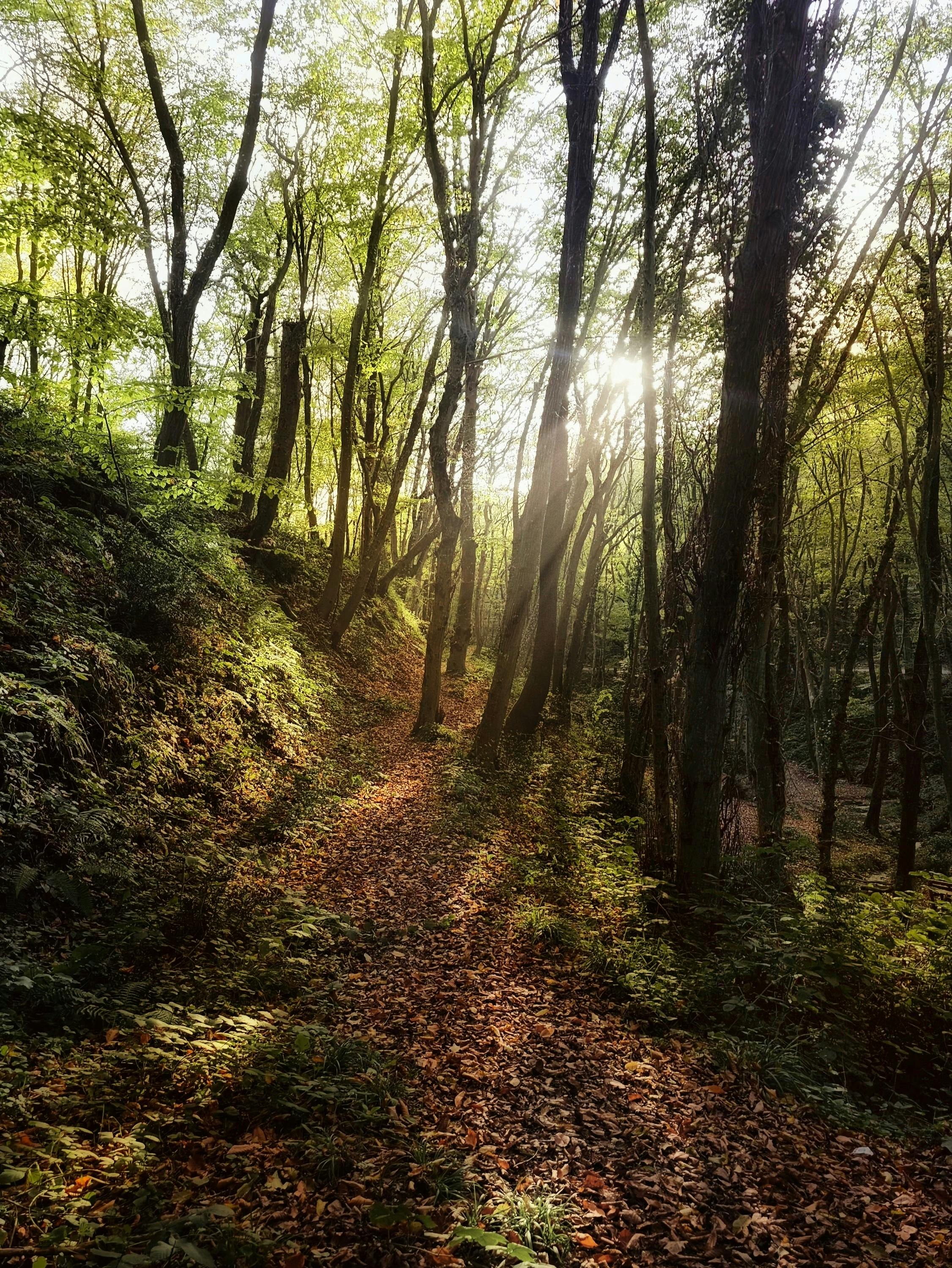 Tranquil wooded path in İstanbul, Türkiye with morning sun rays.