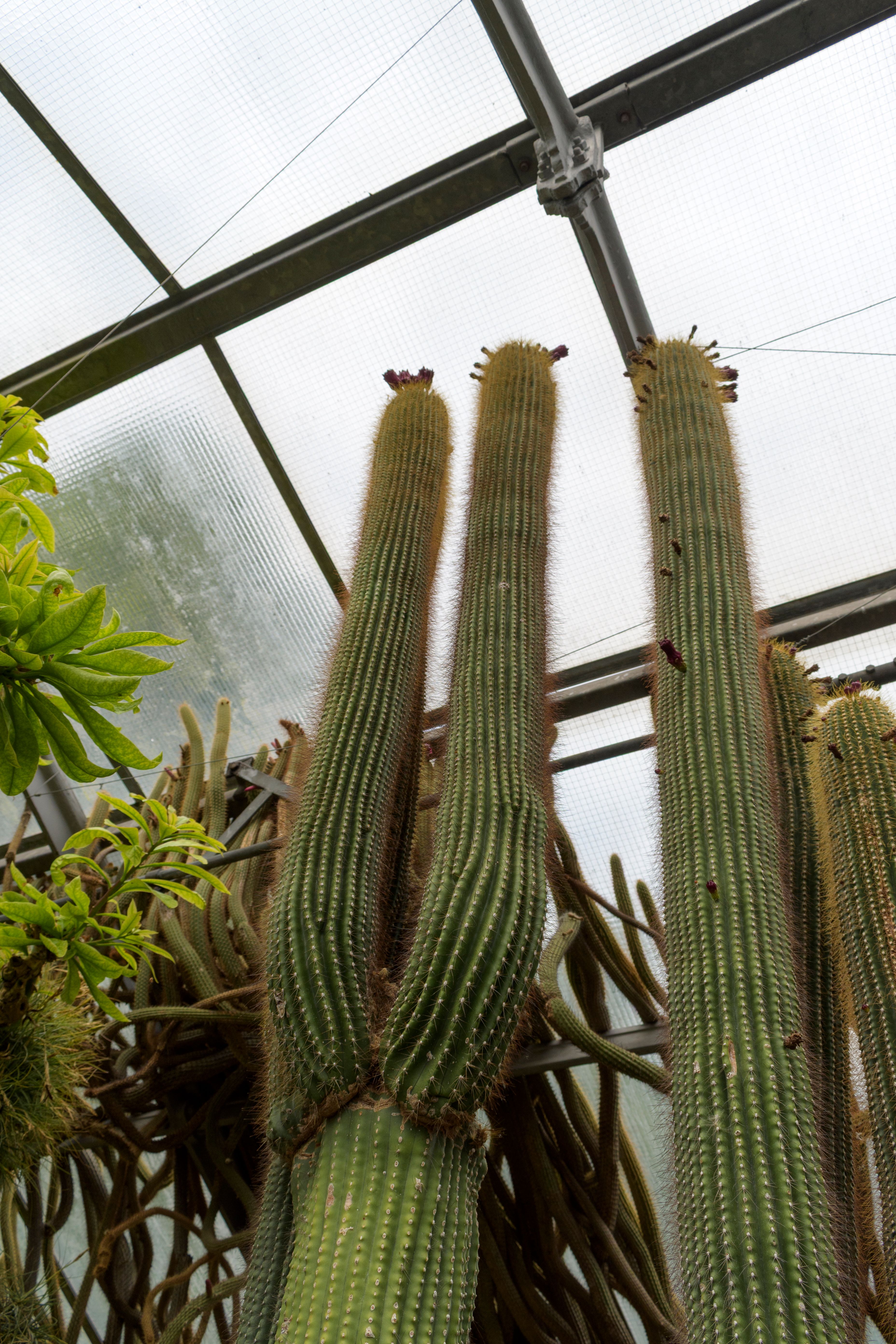10.000+ Cactus Florits Bilder und Fotos  Kostenlos Downloaden  Pexels  Stock-Fotos