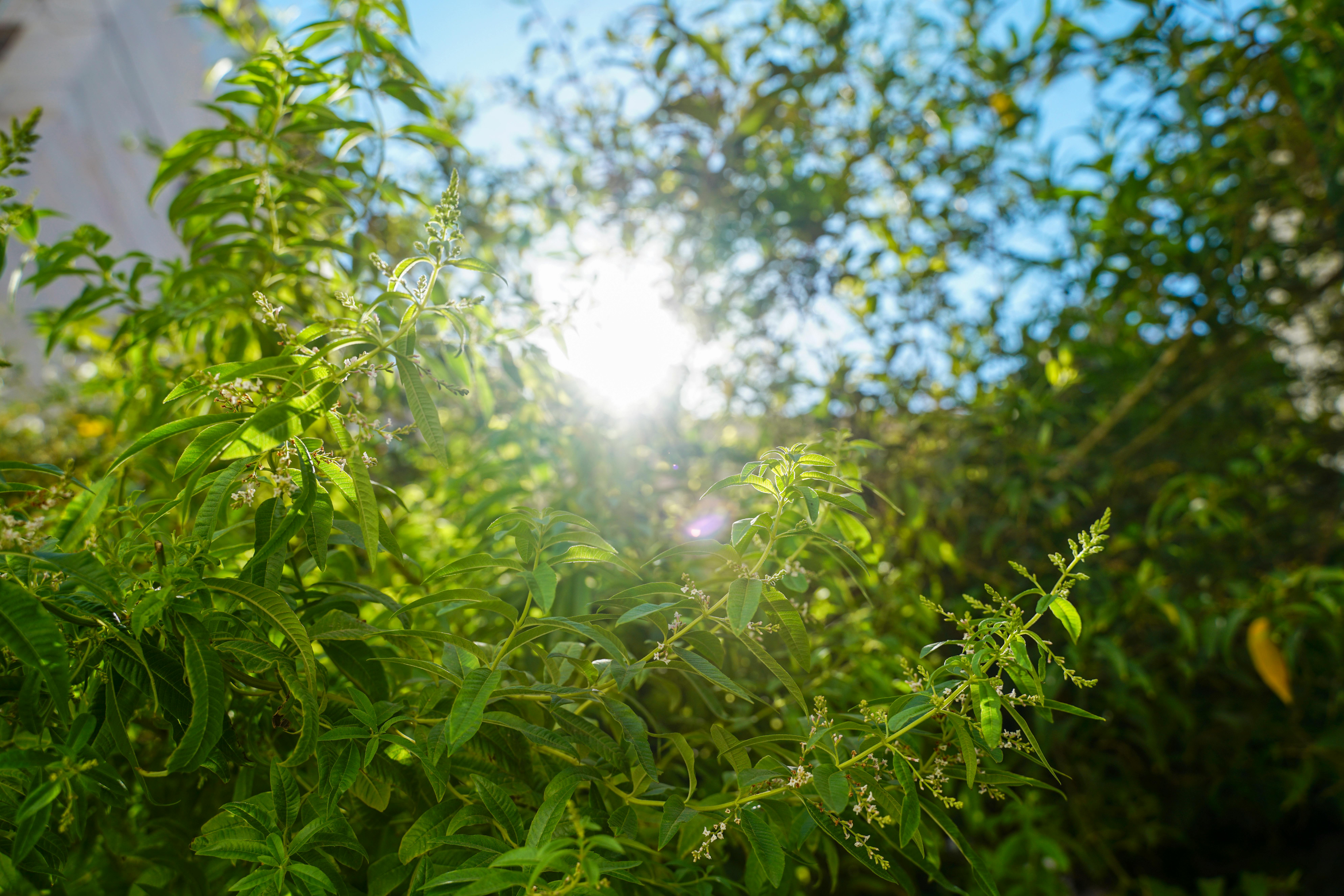 healthy garden plants