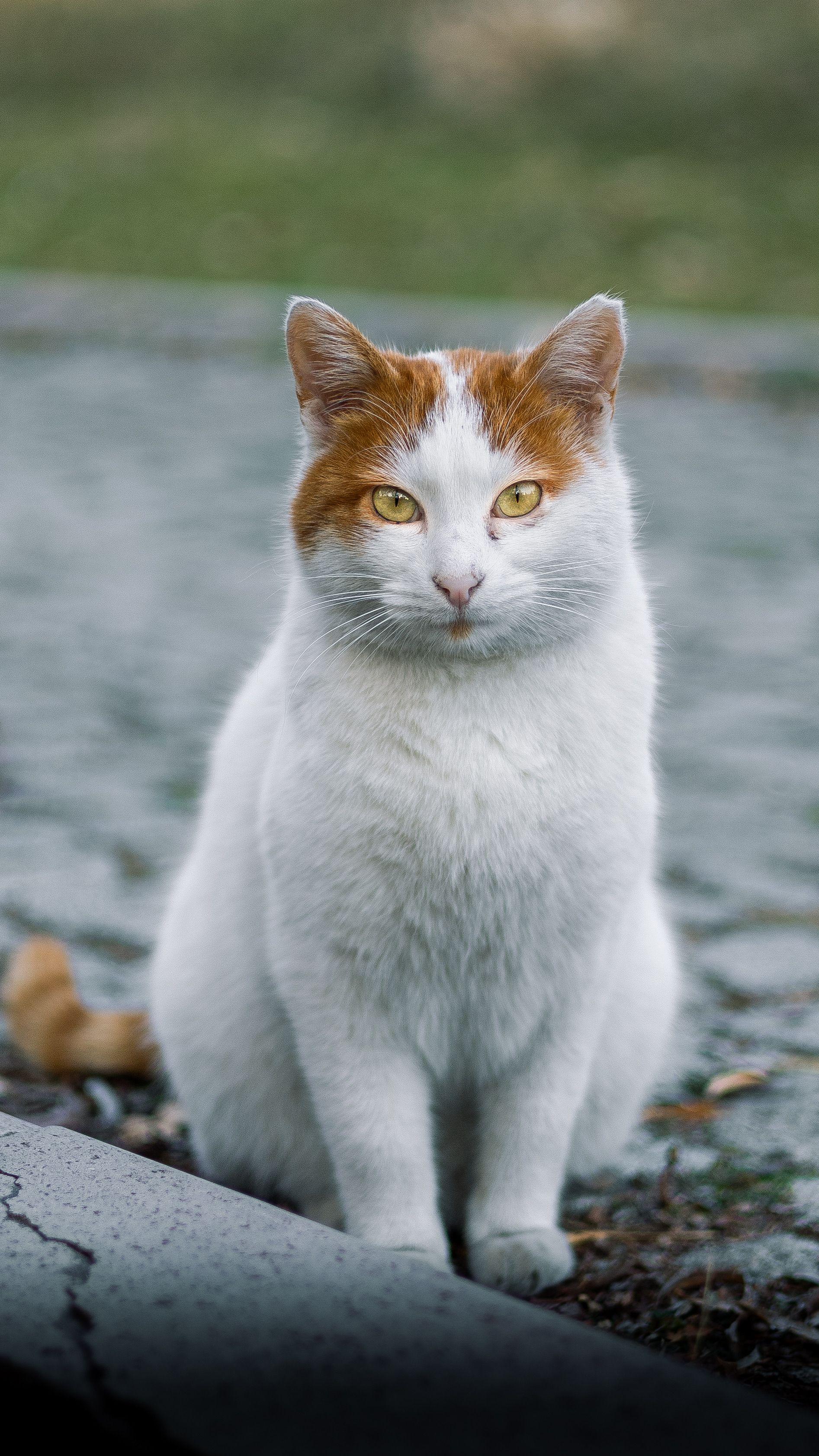 White and Ginger Cat Sitting Outdoors on Pavement · Free Stock Photo