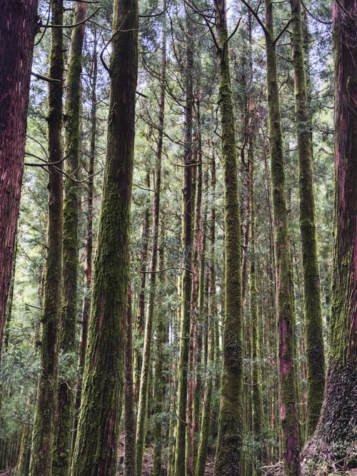 Free Lush moss-covered tall pine trees in a tranquil Azores forest, capturing nature's beauty. Stock Photo