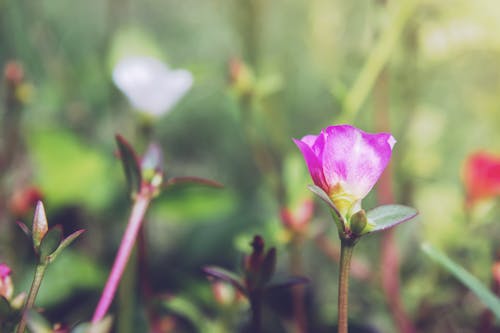 가벼운, 꽃, 나팔꽃의 무료 스톡 사진