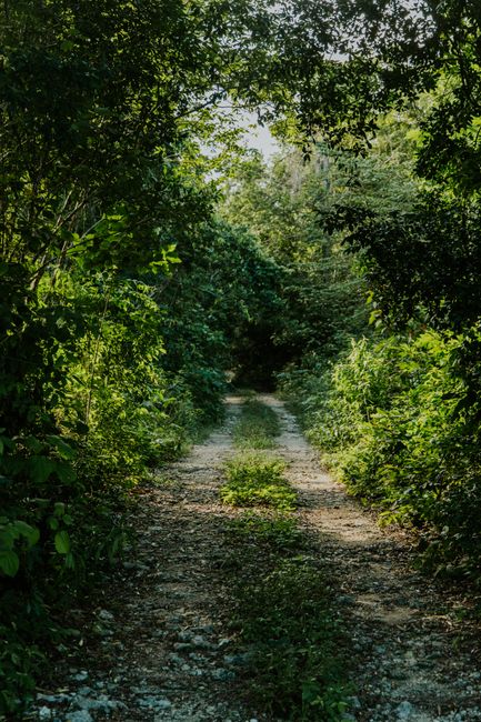 Fotomural Camino sereno en una densa jungla con la luz del sol filtrándose a través de los árboles, perfecto para paseos por la naturaleza.