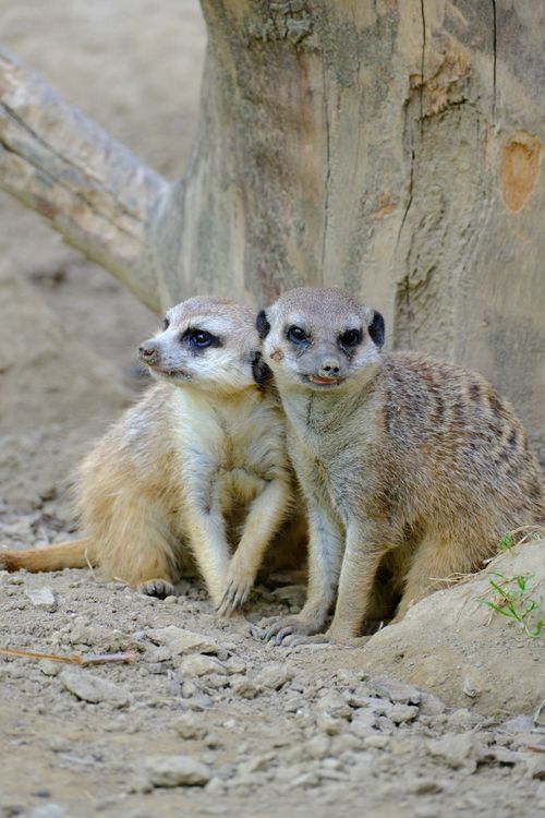 Free Close-up of two meerkats sitting by a tree in a natural setting, showcasing their curious nature. Stock Photo