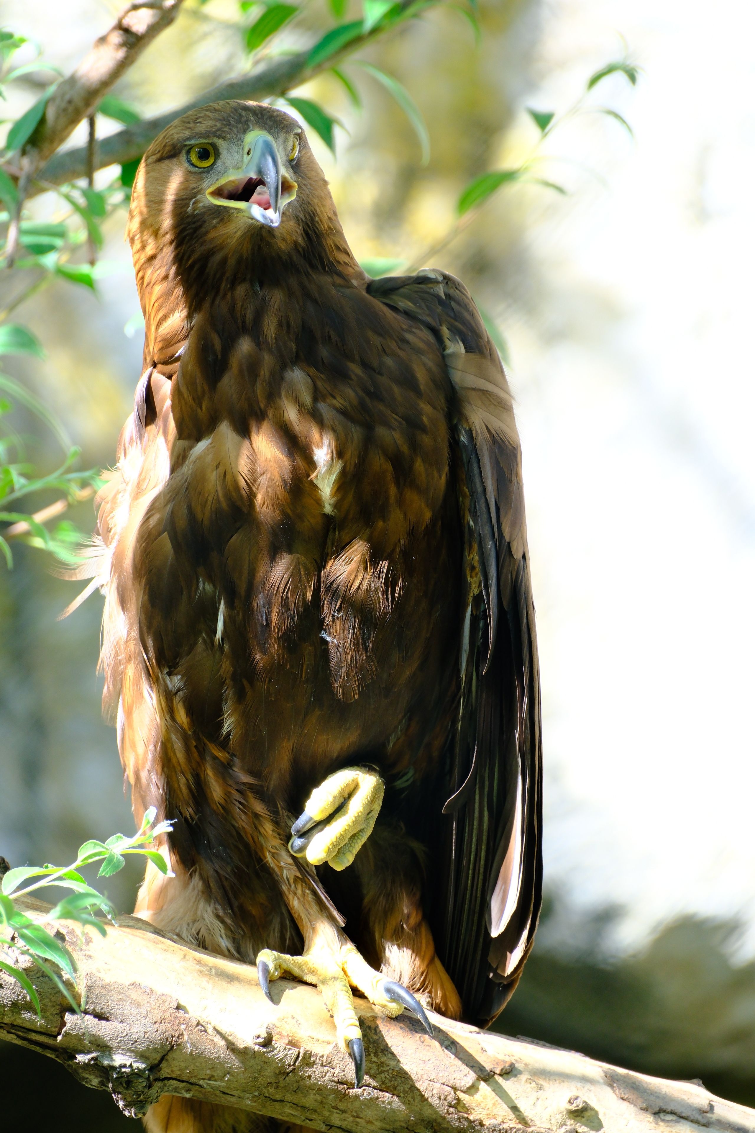 Majestic Golden Eagle in Natural Habitat · Free Stock Photo