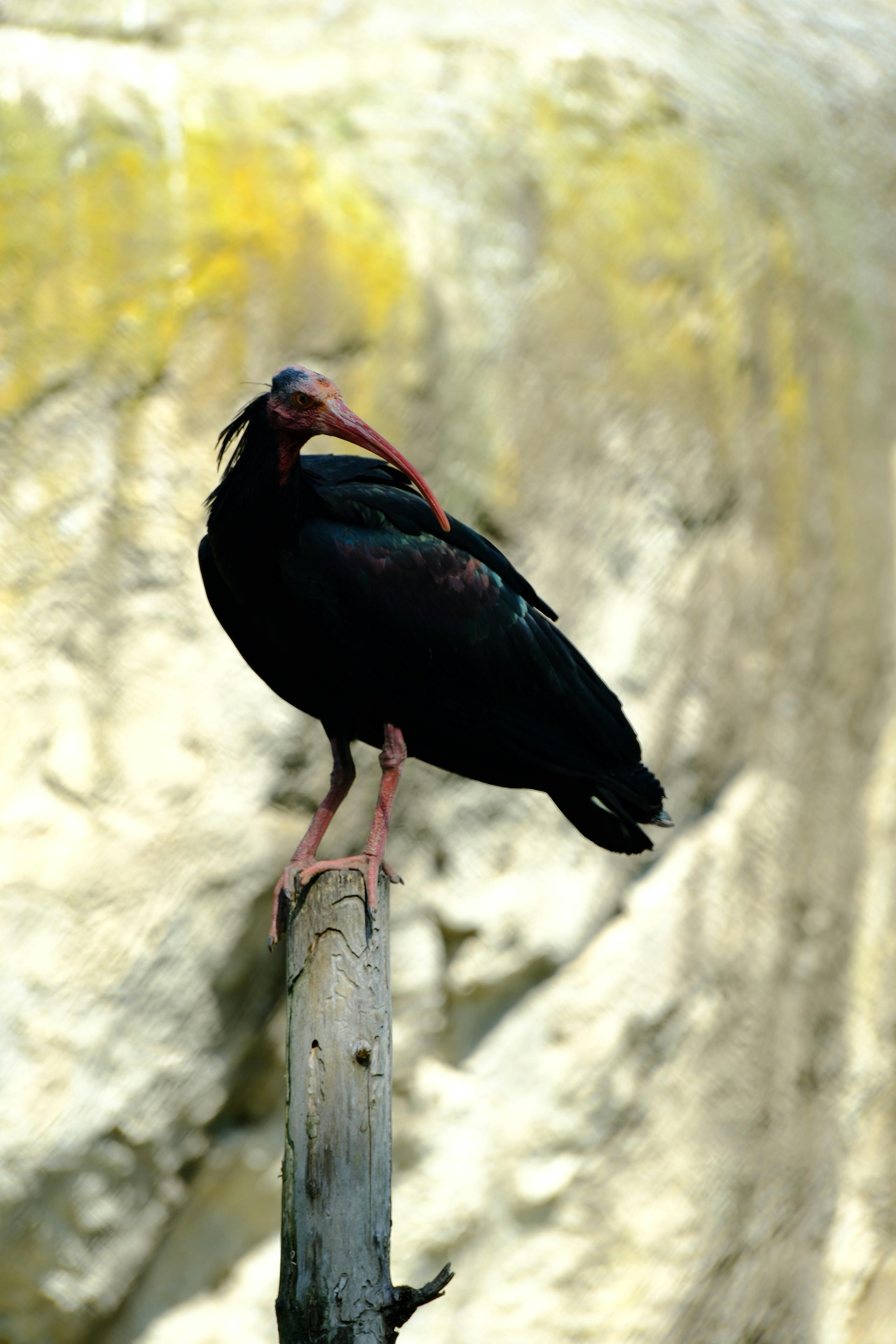 pexels photo 34854957