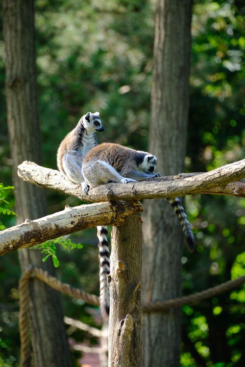 Free Two ring-tailed lemurs on a branch in a lush forest. Stock Photo