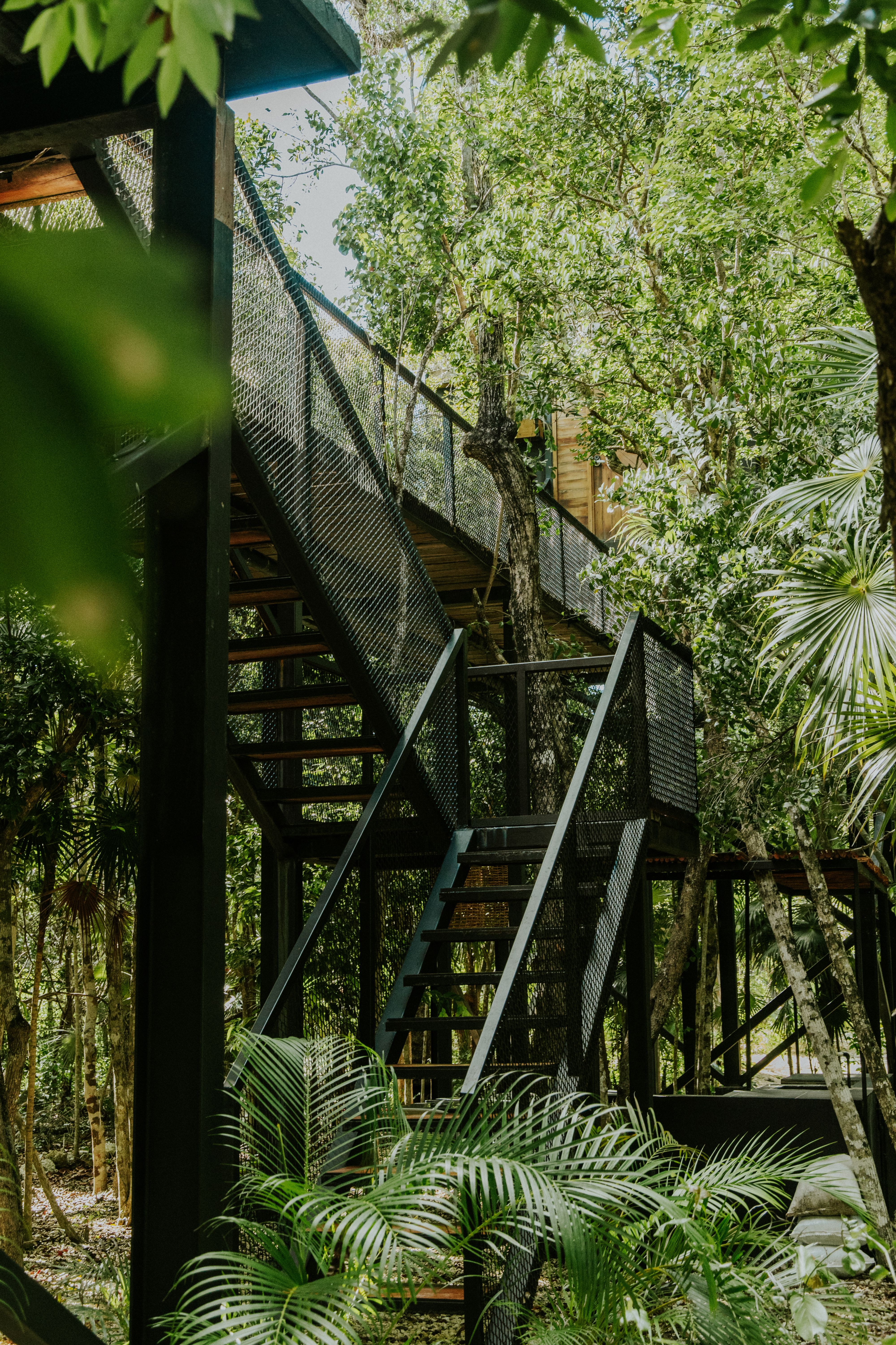 A modern treehouse with stairs amidst lush jungle foliage
